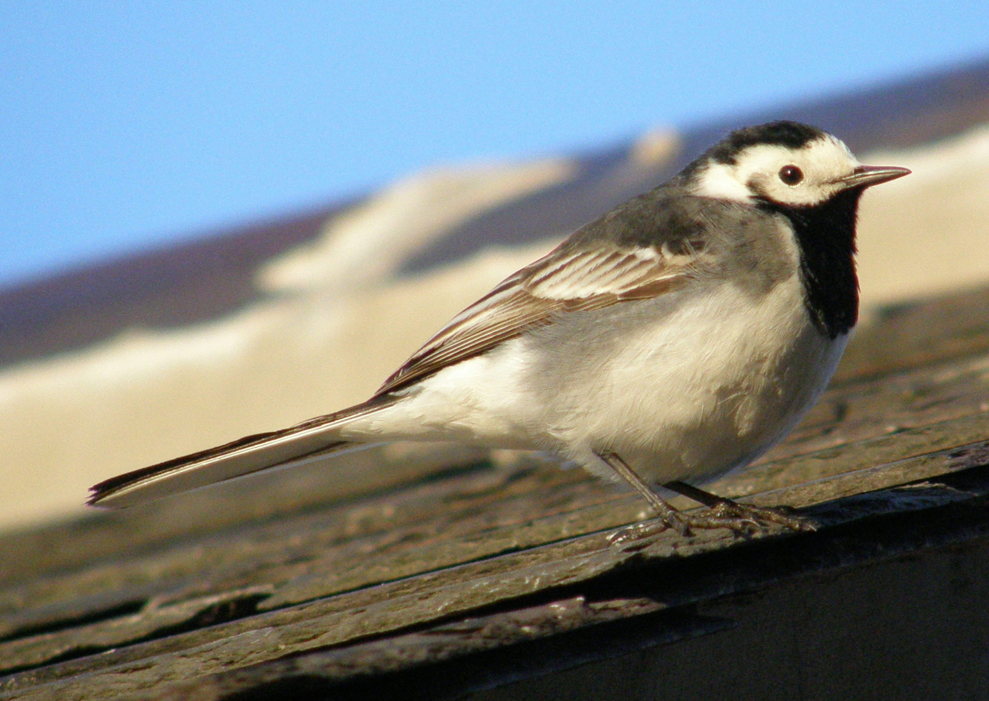 Frosterley Cromer House Barn